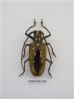 藏品(大衛大天牛)的圖片